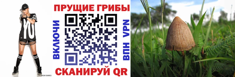 как найти   Спасск-Рязанский  Псилоцибиновые грибы GOLDEN TEACHER 