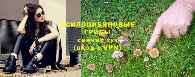 Псилоцибиновые грибы Psilocybe  Спасск-Рязанский 